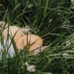 Pisanki wielkanocne wśród wiosennych kwiatów na łące